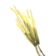 大麦