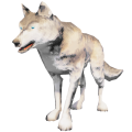 狼