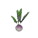 芜菁