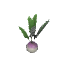 芜菁